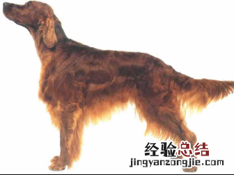 无锡市禁止个人饲养的犬类 无锡市养犬管理条例禁养