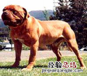 无锡市禁止个人饲养的犬类 无锡市养犬管理条例禁养