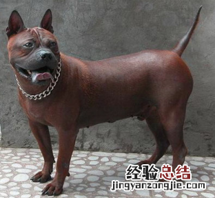 无锡市禁止个人饲养的犬类 无锡市养犬管理条例禁养
