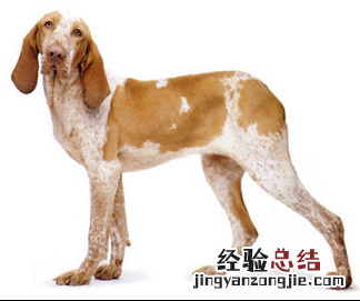 无锡市禁止个人饲养的犬类 无锡市养犬管理条例禁养