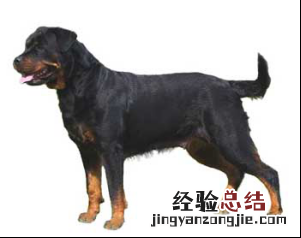 无锡市禁止个人饲养的犬类 无锡市养犬管理条例禁养
