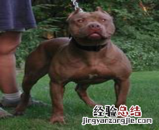 无锡市禁止个人饲养的犬类 无锡市养犬管理条例禁养