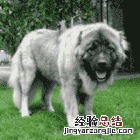无锡市禁止个人饲养的犬类 无锡市养犬管理条例禁养