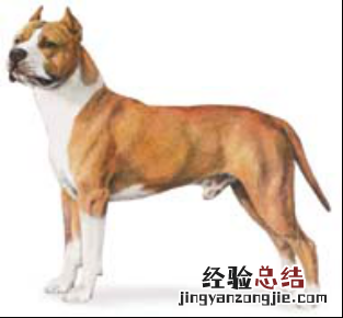 无锡市禁止个人饲养的犬类 无锡市养犬管理条例禁养