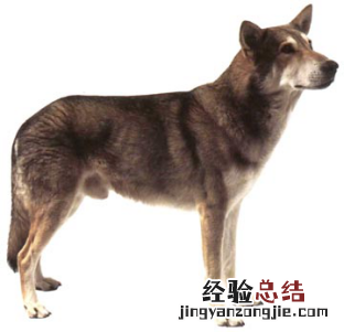无锡市禁止个人饲养的犬类 无锡市养犬管理条例禁养