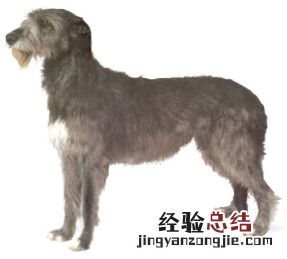 无锡市禁止个人饲养的犬类 无锡市养犬管理条例禁养