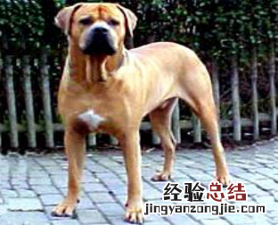 无锡市禁止个人饲养的犬类 无锡市养犬管理条例禁养
