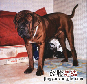 无锡市禁止个人饲养的犬类 无锡市养犬管理条例禁养