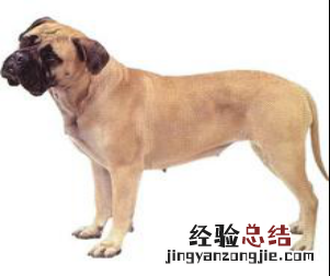 无锡市禁止个人饲养的犬类 无锡市养犬管理条例禁养