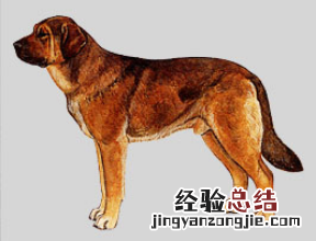 无锡市禁止个人饲养的犬类 无锡市养犬管理条例禁养