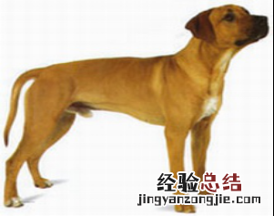 无锡市禁止个人饲养的犬类 无锡市养犬管理条例禁养