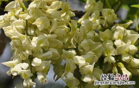 槐花怎么吃最好蒸 槐花怎么吃最好