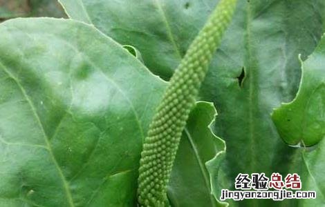 车前草怎么吃最好 车前草怎么吃最好视频