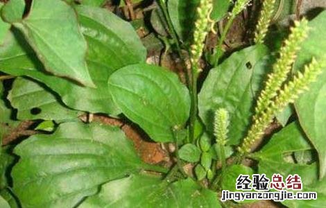 车前草怎么吃最好 车前草怎么吃最好视频