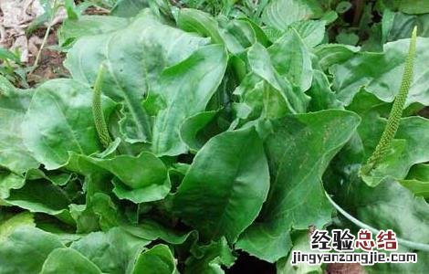 车前草怎么吃最好 车前草怎么吃最好视频