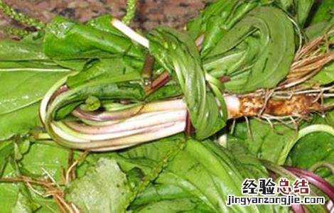 车前草怎么吃最好 车前草怎么吃最好视频