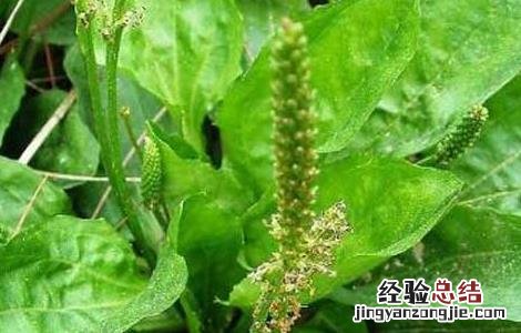 车前草怎么吃最好 车前草怎么吃最好视频