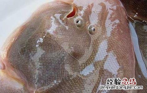 比目鱼怎么处理 比目鱼怎么处理撕皮