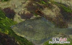比目鱼怎么处理 比目鱼怎么处理撕皮