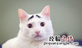 修眉画眉的技巧步骤 如何修眉画眉
