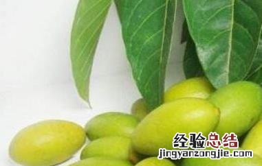 檀香橄榄的功效与作用及禁忌 檀香橄榄的功效与作用及禁忌症