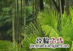 国王椰子怎么养 国王椰子的养殖方法