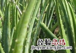 芦荟能生吃吗 芦荟能吃吗