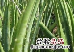芦荟能生吃吗 芦荟能吃吗