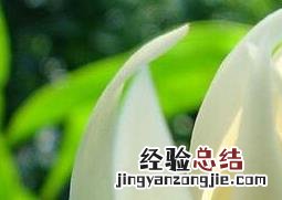 白兰花的功效与作用 白兰花的功效与作用及食用方法