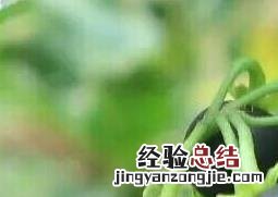 龙葵果能吃吗 龙葵果能吃吗,有毒吗