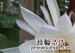 昙花开的花能吃吗有什么用途 昙花能吃吗