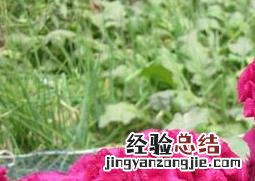 鸡冠花的药用功效与作用 鸡冠花的药用功效与作用及禁忌