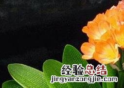 春天办公室养什么花好呢 春天办公室养什么花好