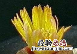 生石花的养殖方法 生石花如何养殖