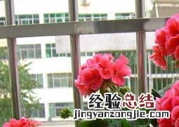 天竺葵的养殖与管理方法图片 天竺葵的养殖与管理方法