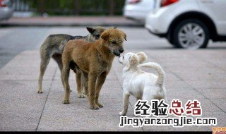 狗傍人势的由来 狗傍人势打个生肖