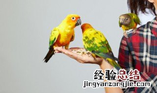 择木而栖是什么动物 择木而栖是什么意思