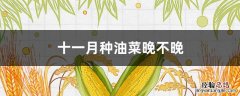 这时候种油菜晚不晚 十一月种油菜晚不晚