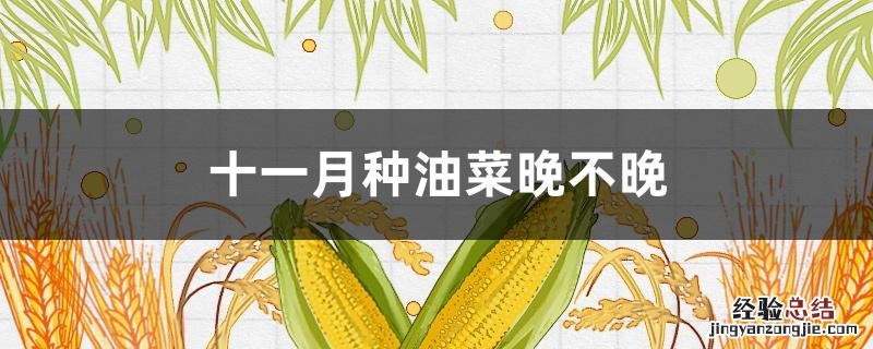 这时候种油菜晚不晚 十一月种油菜晚不晚