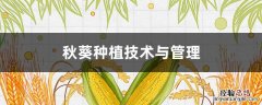秋葵的种植与管理技术 秋葵种植技术与管理