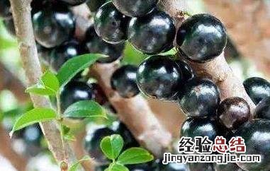 世界十大最好吃的水果 世界十大最好吃的水果排名