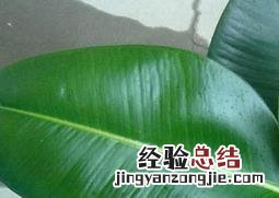 橡皮树掉叶子怎么办 橡皮树掉叶子怎么办视频