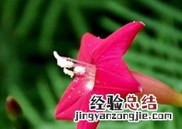 五角星花养殖方法 五角星花如何养