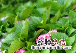 花卉施肥时间的禁忌 花卉施肥的最佳时间
