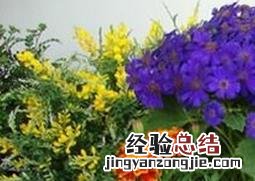 养花如何浇水让它长得又快又茂盛 养花如何浇水