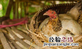 如何辨别母鸡快下蛋的特征 怎么知道母鸡快下蛋的前兆