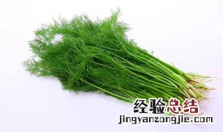 茴香孕妇能吃吗 孕妇可以吃茴香菜吗