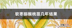 软枣猕猴桃一年苗 软枣猕猴桃苗几年结果