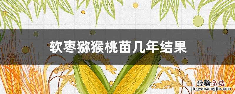 软枣猕猴桃一年苗 软枣猕猴桃苗几年结果