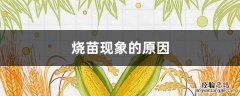 烧苗现象的原因 烧苗现象的原因高中生物